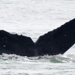 Fluke of CRC-11881