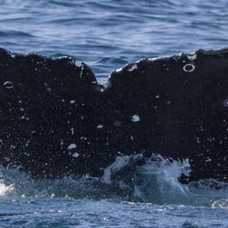 Fluke of CRC-12146