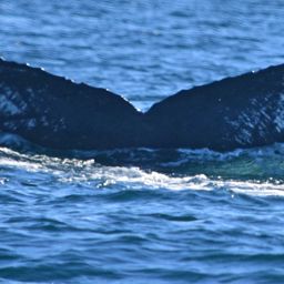 Fluke of CRC-12213