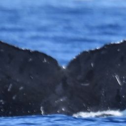 Fluke of CRC-12335