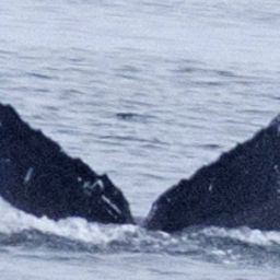 Fluke of TadagoPie