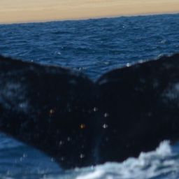 Fluke of CRC-13612