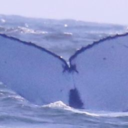 Fluke of Moño