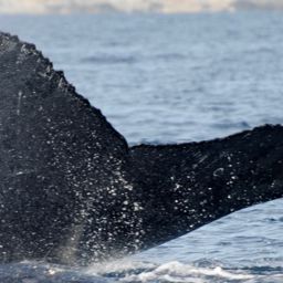 Fluke of CRC-13658