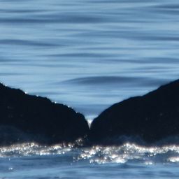 Fluke of Bullwinkle