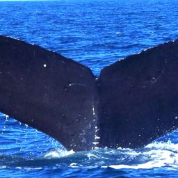 Fluke of Hale-Bopp