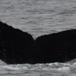 Fluke of CRC-16342