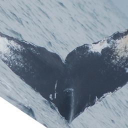 Fluke of CRC-16359