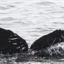 Fluke of CRC-16360