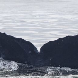 Fluke of CRC-16362