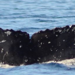 Fluke of CRC-16417