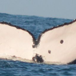 Fluke of CRC-16429