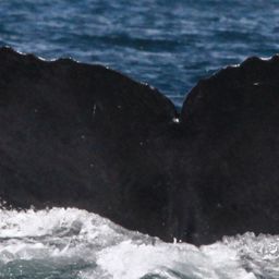 Fluke of CRC-16431