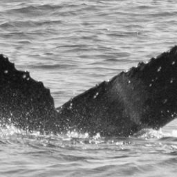 Fluke of CRC-16485