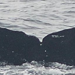 Fluke of CRC-16623
