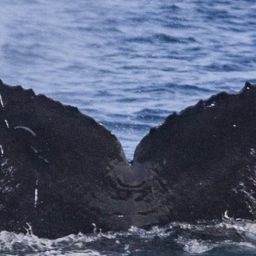 Fluke of CRC-16728