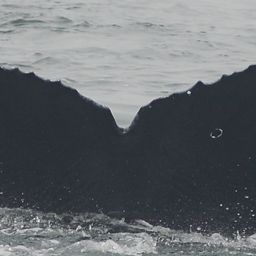 Fluke of CRC-16757