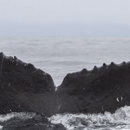 Fluke of CRC-16808