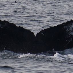 Fluke of CRC-17045