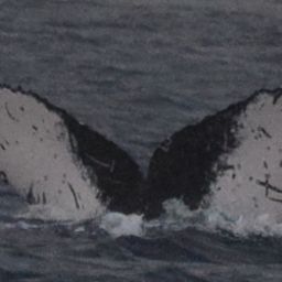 Fluke of CRC-17067