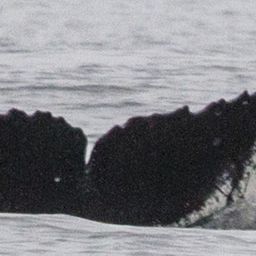 Fluke of CRC-17163