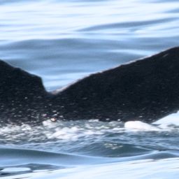 Fluke of CRC-17193