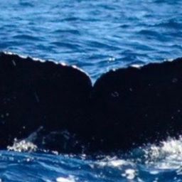 Fluke of CRC-17225