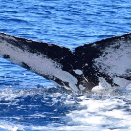 Fluke of CRC-17235