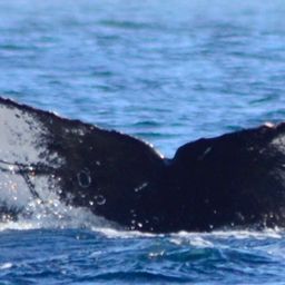 Fluke of CRC-17271