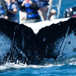 Fluke of CRC-17290
