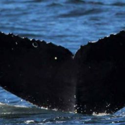 Fluke of CRC-17343
