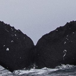 Fluke of CRC-17362