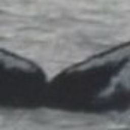 Fluke of CRC-17380