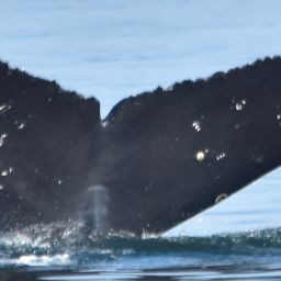 Fluke of Ray