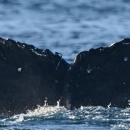 Fluke of CRC-17415