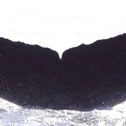 Fluke of Oracle