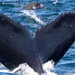 Fluke of CRC-17422