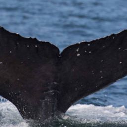 Fluke of CRC-17426