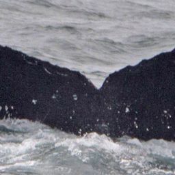 Fluke of CRC-17428