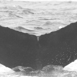 Fluke of CRC-10708