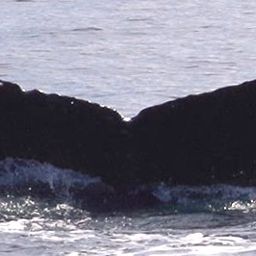Fluke of Swiftsure