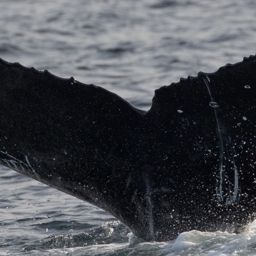 Fluke of CRC-17441