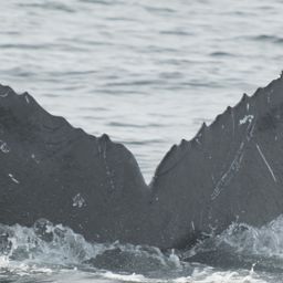 Fluke of CRC-17443