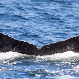 Fluke of CRC-11263