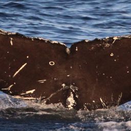 Fluke of CRC-17452
