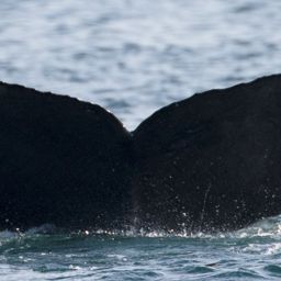 Fluke of CRC-17453