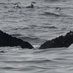 Fluke of CRC-17462