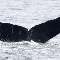 Fluke of CRC-17463