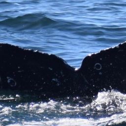 Fluke of CRC-17470
