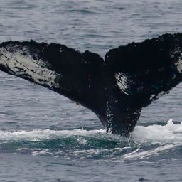 Fluke of CRC-17482